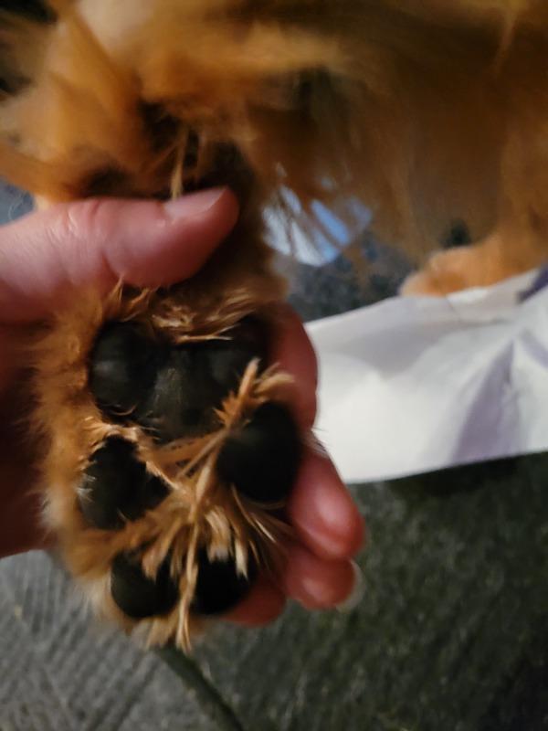 earthbath-paw-wash-pfotenreinigungsschaum-mit-sheabutter-und-bio-aloe-vera-integ image 8