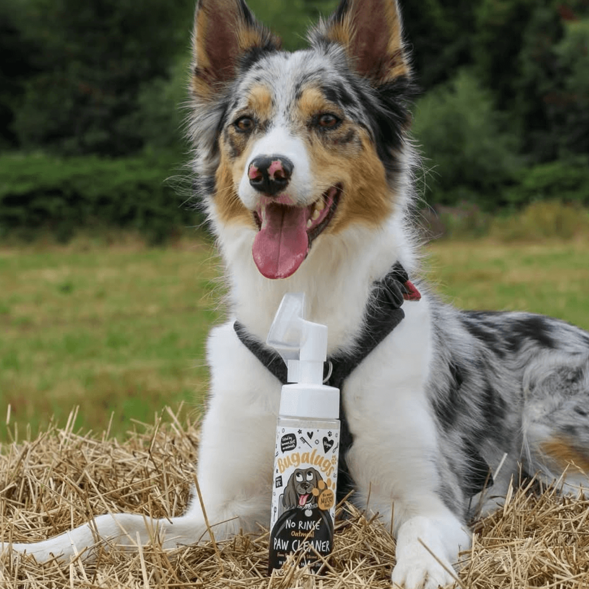 bugalugs-oatmeal-no-rinse-paw-cleaner-sp-lungsfreier-pfotenreiniger-mit-silikonb image 2