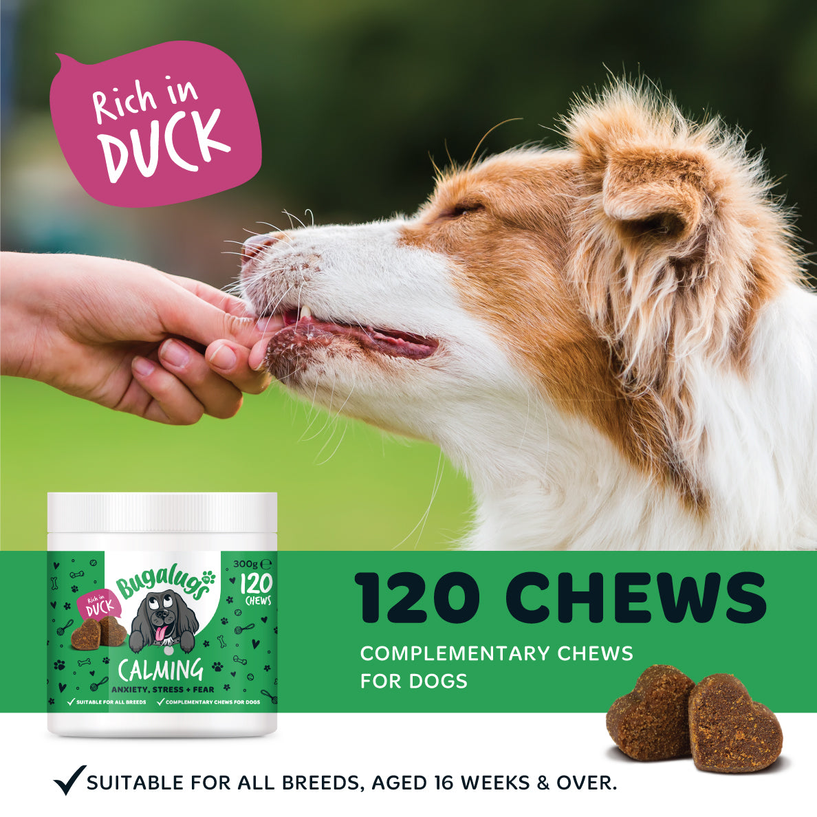 bugalugs-calming-supplement-chews-f-r-hunde-3er-pack-beruhigungsleckerli-gegen-a image 4