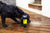 animology-fox-poo-hundeshampoo-5l-konzentrat-20-1-tiefenreinigung-mit-conditione image 3