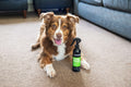 animology-stink-bomb-deodorising-hundespray-250ml-vitaminangereicherter-geruchse image 3