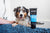 animology-fox-poo-hundeshampoo-5l-konzentrat-20-1-tiefenreinigung-mit-conditione image 2