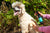 animology-essentials-gingerbread-whirl-hundeshampoo-250-ml-deo-pflegeshampoo-f-r image 2