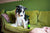 animology-stink-bomb-deodorising-hundespray-250ml-vitaminangereicherter-geruchse image 2